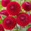 Dalia - Cornel - pomponowa