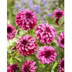 Dalia - Cranberry Classic - GIGA paczka! - 50 szt.