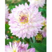 Dalia - Crazy Love - GIGA paczka! - 50 szt.