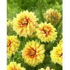 Dalia - Dazzling Sun - GIGA paczka! - 50 szt.