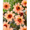 Dalia - HS First Love - GIGA paczka! - 50 szt.