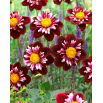 Dalia - Joyful Investment - GIGA paczka! - 50 szt.