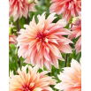 Dalia - Labyrinth - GIGA paczka! - 50 szt.