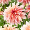 Dalia - Labyrinth - GIGA paczka! - 50 szt.