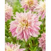 Dalia - Labyrinth Twotone - GIGA paczka! - 50 szt.
