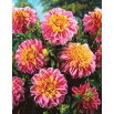 Dalia - Life Style - GIGA paczka! - 50 szt.