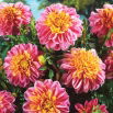 Dalia - Life Style