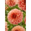 Dalia - Orange Fubuki - duża paczka! - 10 szt.