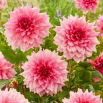 Dalia - Otto'S Trill - GIGA paczka! - 50 szt.