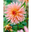 Dalia - Preference - GIGA paczka! - 50 szt.
