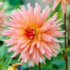 Dalia - Preference - GIGA paczka! - 50 szt.