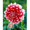 Dalia - Red and White Fubuki - GIGA paczka! - 50 szt.