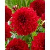 Dalia - Red Fubuki