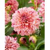 Dalia - Sturm 7981