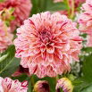 Dalia - Sturm 7981