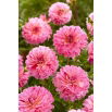 Dalia - Tropical - GIGA paczka! - 50 szt.
