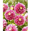 Dalia - Jowey Paradise - GIGA paczka! - 50 szt.
