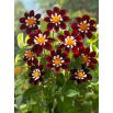 Dalia - Mary Eveline