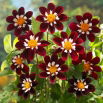 Dalia - Mary Eveline