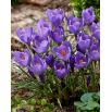 Krokus Aqua - 10 szt.