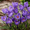 Krokus Aqua - 10 szt.