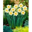 Narcyz Fragrant Breeze - 5 szt.
