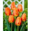Tulipan Lighting Sun - 5 szt.
