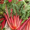 Burak liściowy Rhubarb Chard - czerwony