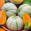 Melon Charentais - cukrowy