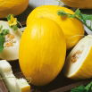 Melon Yellow Canary 2 - wczesny, żółty, owalny, bardzo słodki i aromatyczny