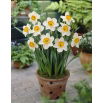 Narcyz Flower Record - GIGA paczka! - 250 szt.