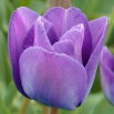 Tulipan niebieski - Blue - 5 szt.
