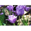 Tulipan niebieski - Blue - GIGA paczka! - 250 szt.