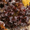 Sałata Red Salad Bowl - dębolistna