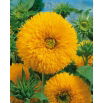 Słonecznik ozdobny - Sungold Tall - 100 gram