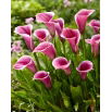 Calla Sannah - GIGA paczka! - 50 szt.