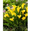 Calla Sunclub - GIGA paczka! - 50 szt.