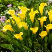 Calla Sunclub - GIGA paczka! - 50 szt.