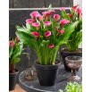 Calla Zazu - GIGA paczka! - 50 szt.