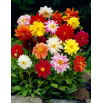 Dalia - Unwin mix - GIGA paczka! - 50 szt.