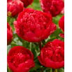 Piwonia, Paeonia - Command Performance - sadzonka - duża paczka! - 10 szt.