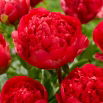 Piwonia, Paeonia - Command Performance - sadzonka - duża paczka! - 10 szt.