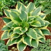 Funkia - Hosta Anne