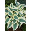 Funkia - Hosta Fim Line