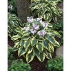 Funkia - Hosta Wide Brim