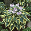 Funkia - Hosta Wide Brim