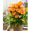 Calla Brunello - GIGA paczka! - 50 szt.