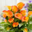 Calla Brunello - GIGA paczka! - 50 szt.