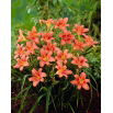 Liliowiec Pink Damask - GIGA paczka! - 50 szt.