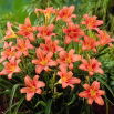 Liliowiec Pink Damask - GIGA paczka! - 50 szt.
